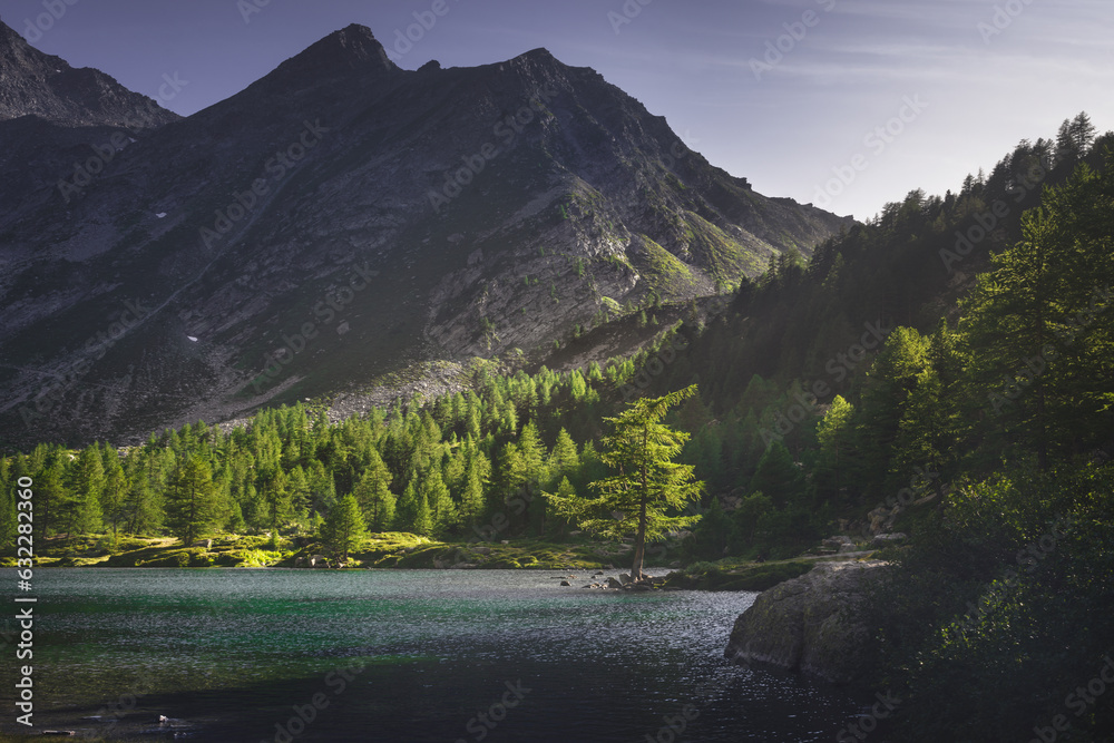 A fir tree along the shores of Lake Arpy at sunset. Aosta Valley, Italy