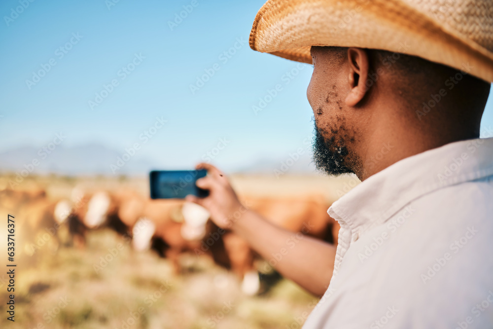 Cows, farmer or man on farm taking photography of livestock, agriculture or agro business in country
