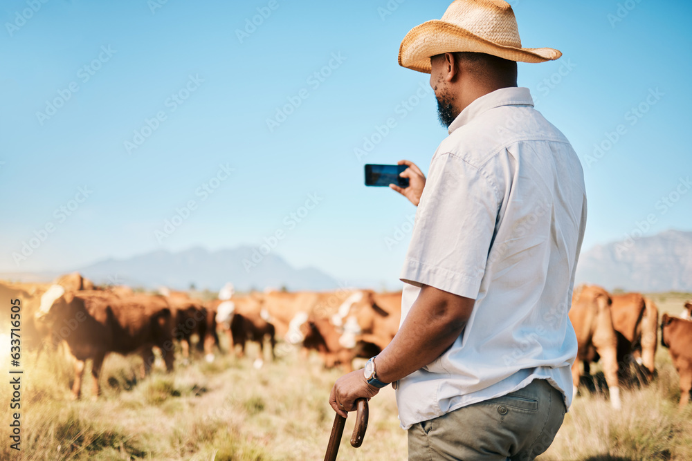 Agriculture, farmer or black man on farm taking photo of livestock or agro business in countryside. 