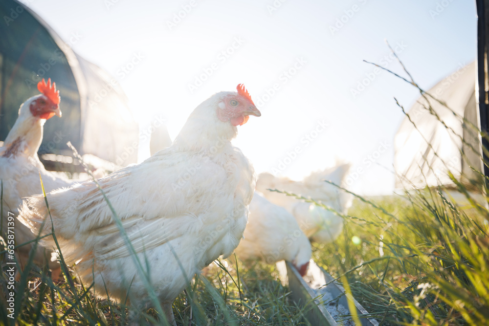 Agriculture, nature and sustainability with chicken on farm for food, eggs production and livestock.