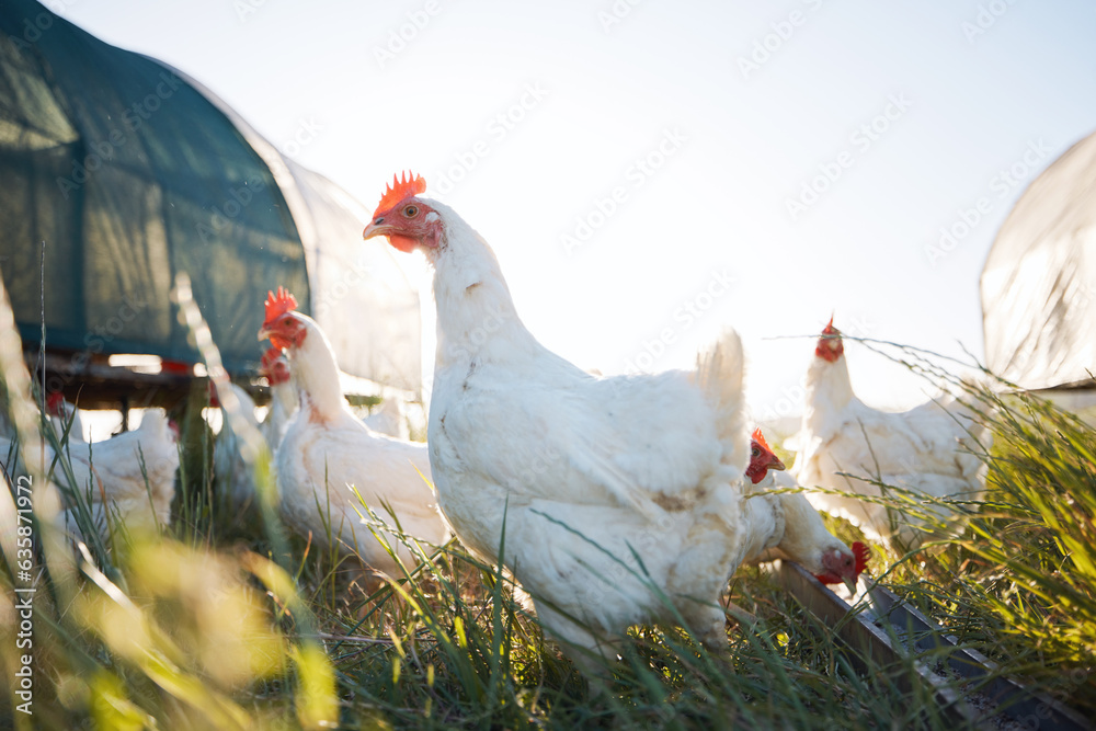 Agriculture, nature and health with chicken on farm for sustainability, eggs production and livestoc