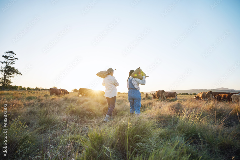 People, sack or farmers walking to cattle on field harvesting or farming livestock in small business
