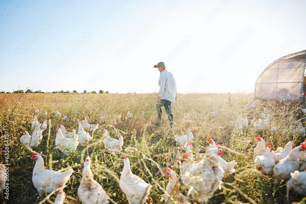 Walking, nature or farmer farming chicken on grass field harvesting poultry livestock in small busin