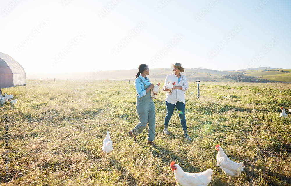 Walking, teamwork or farmers farming chicken on farm or field harvesting poultry livestock in small 