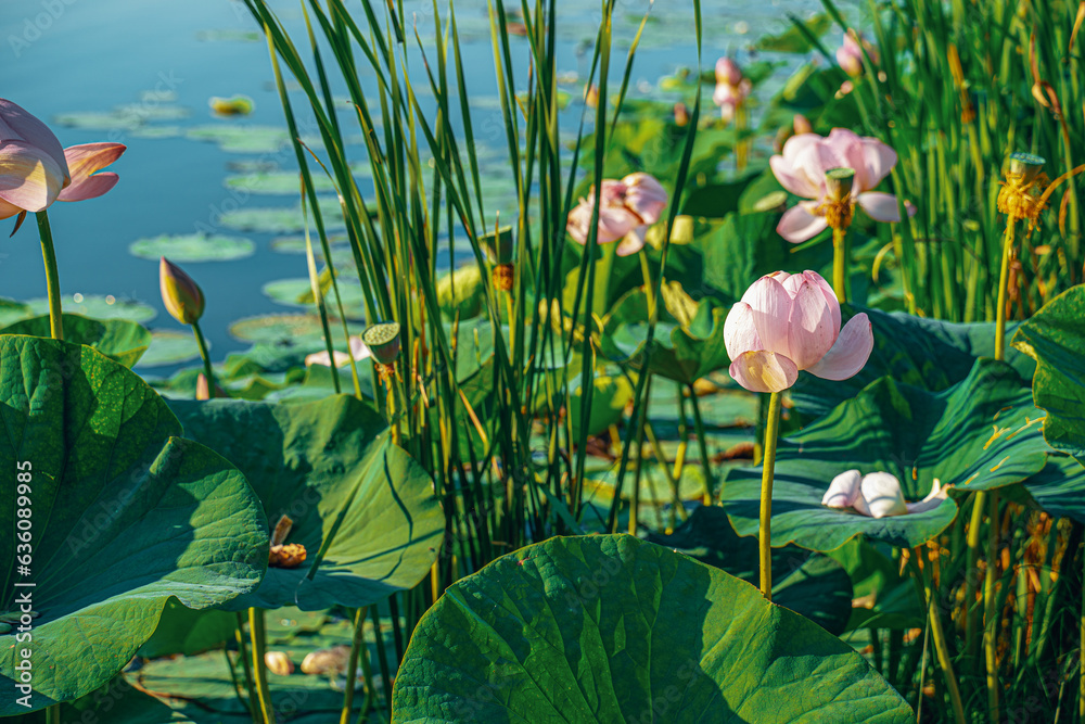 Lotus flowers on the lake.