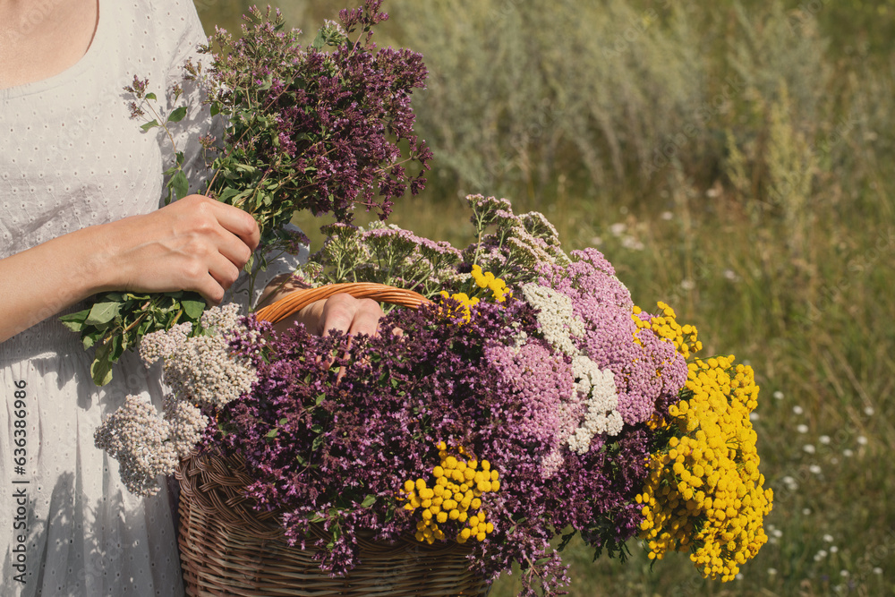 Female hands hold a basket of meadow herbs in summer, close up, selective focus.