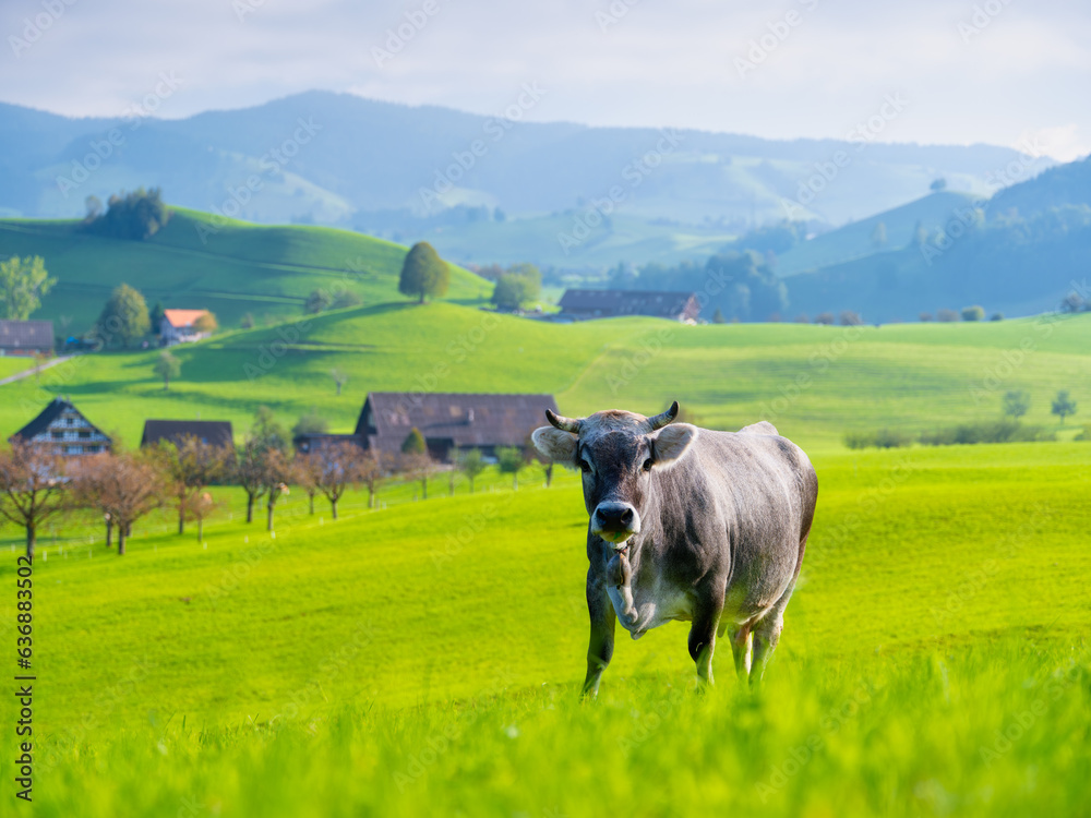 A cow grazing in a meadow. View of a sunny valley with lush grass. A cow in a pasture on a sunny day