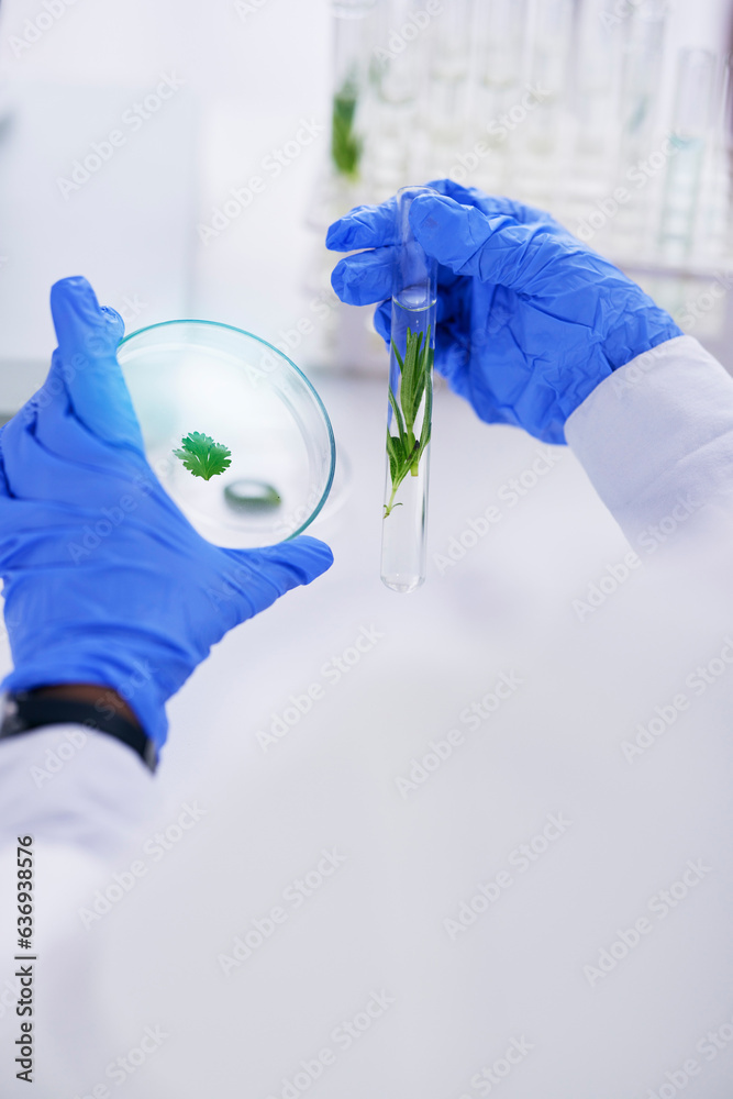Scientist, hand and plant with petri dish and sustainability research for agriculture in a laborator