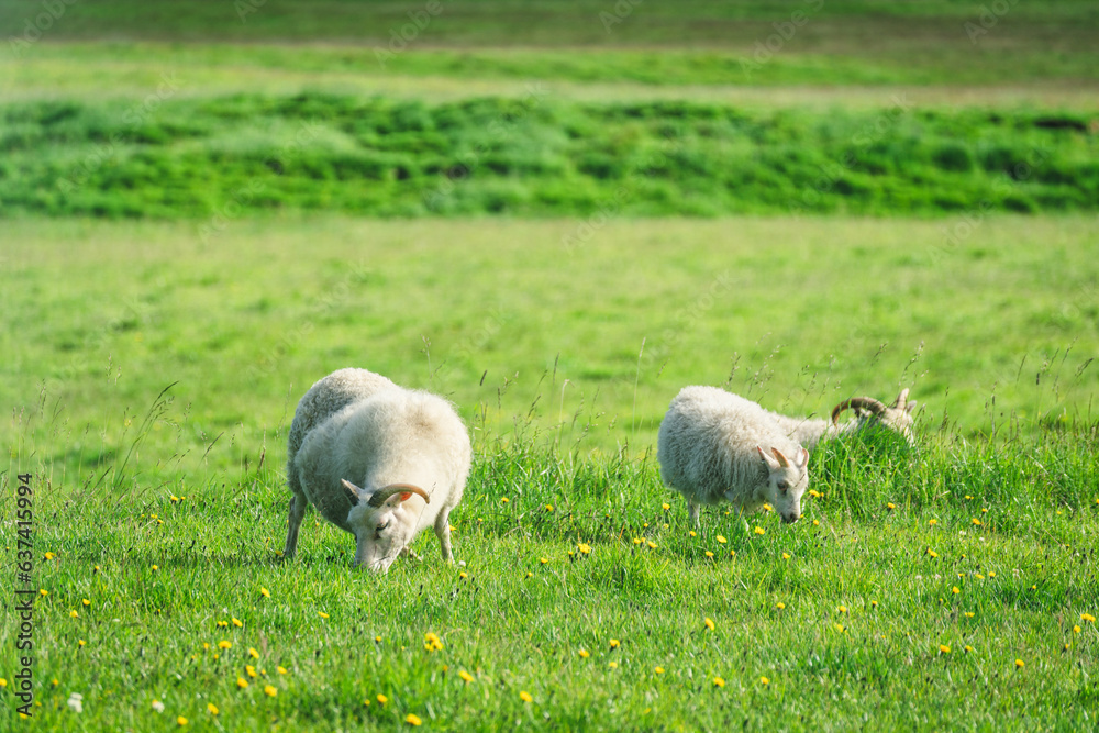 Young sheep with horn grazing grass on meadow in agriculture field