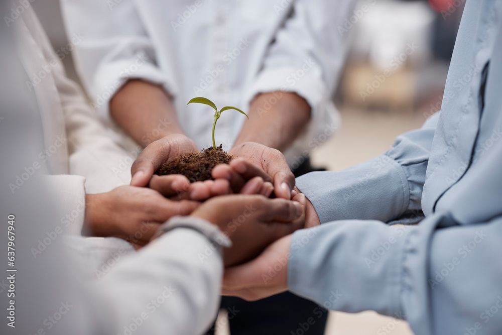 Plant, hands and soil for business team with sustainability, growth or development. Closeup group of