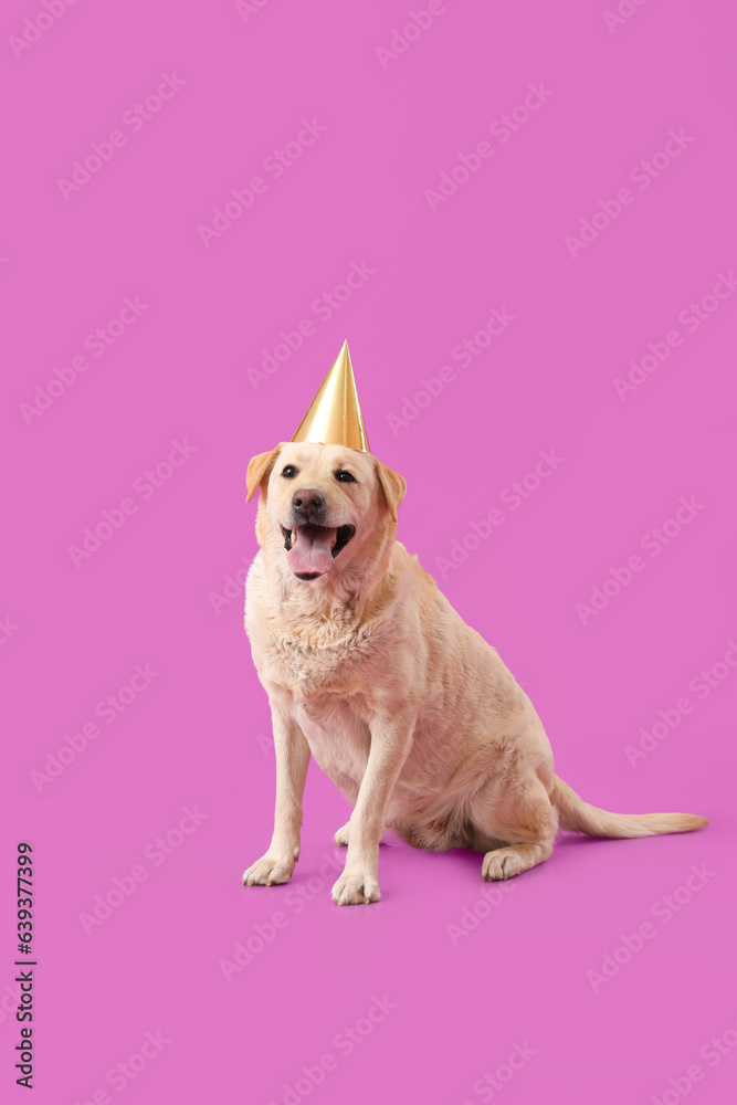 Cute Labrador dog in party hat sitting on purple background