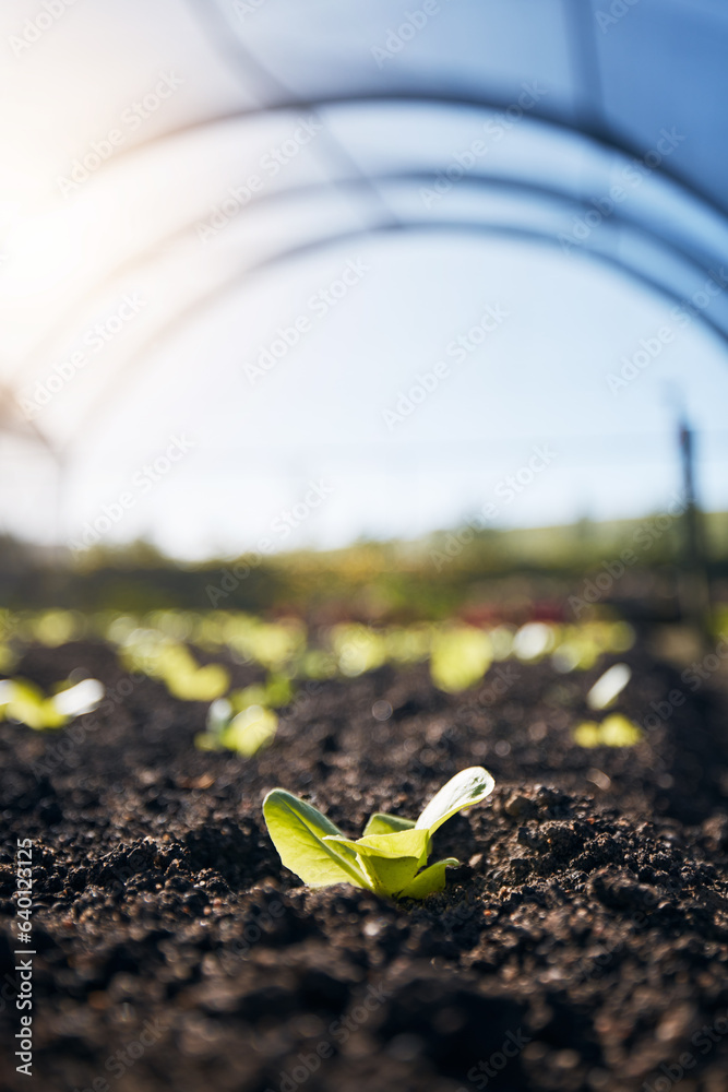 Plants, green growth and greenhouse background for farming, agriculture and vegetables growth in fer