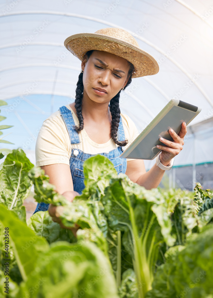 Farmer, thinking and tablet for greenhouse plants, growth inspection and vegetables development in a