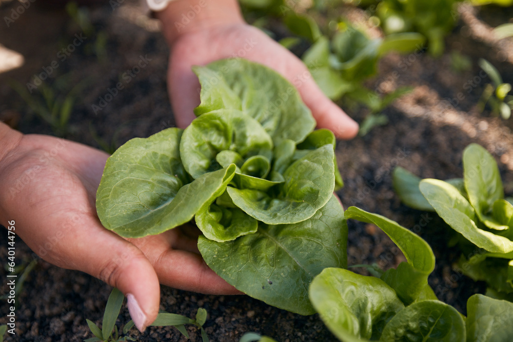 Hands, lettuce and gardening plants for agriculture, sustainable food production and growth in envir