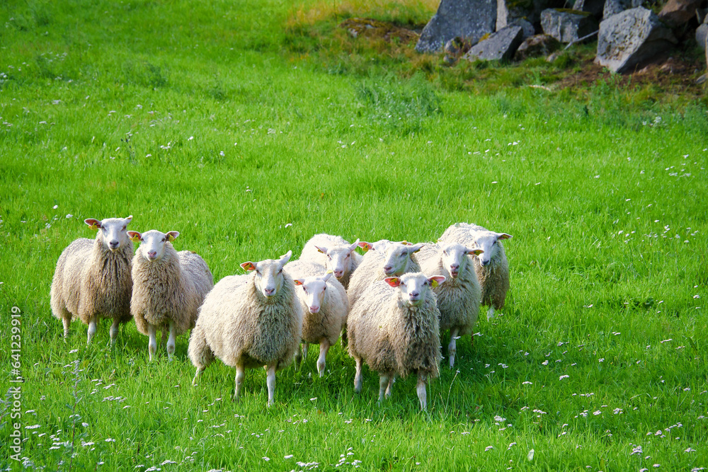 Flock of sheep on a green meadow of grass. Scandinavian landscape. Farm animal