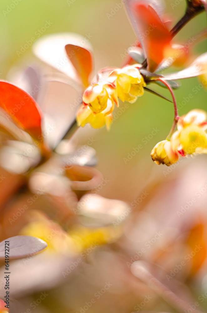 Photo of small yellow flowers on a decorative plant with a soft background