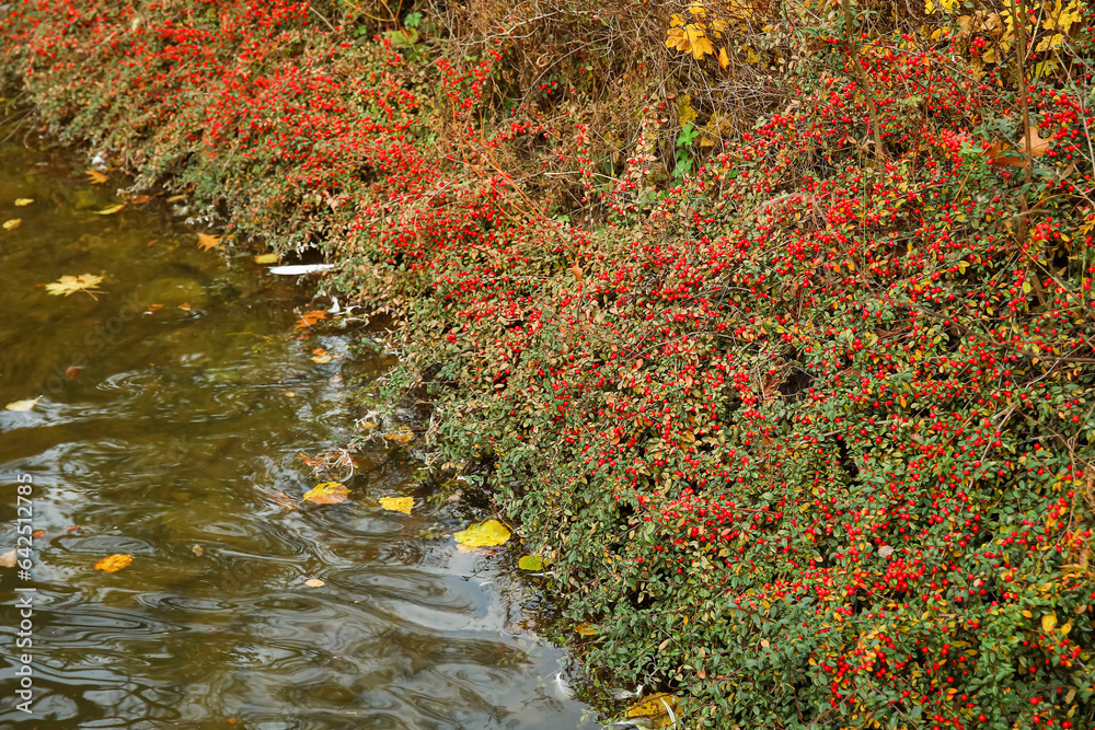 Bushes with berries near lake in autumn park