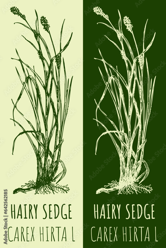 Vector drawing HAIRY SEDGE . Hand drawn illustration. The Latin name is CAREX HIRTA L.