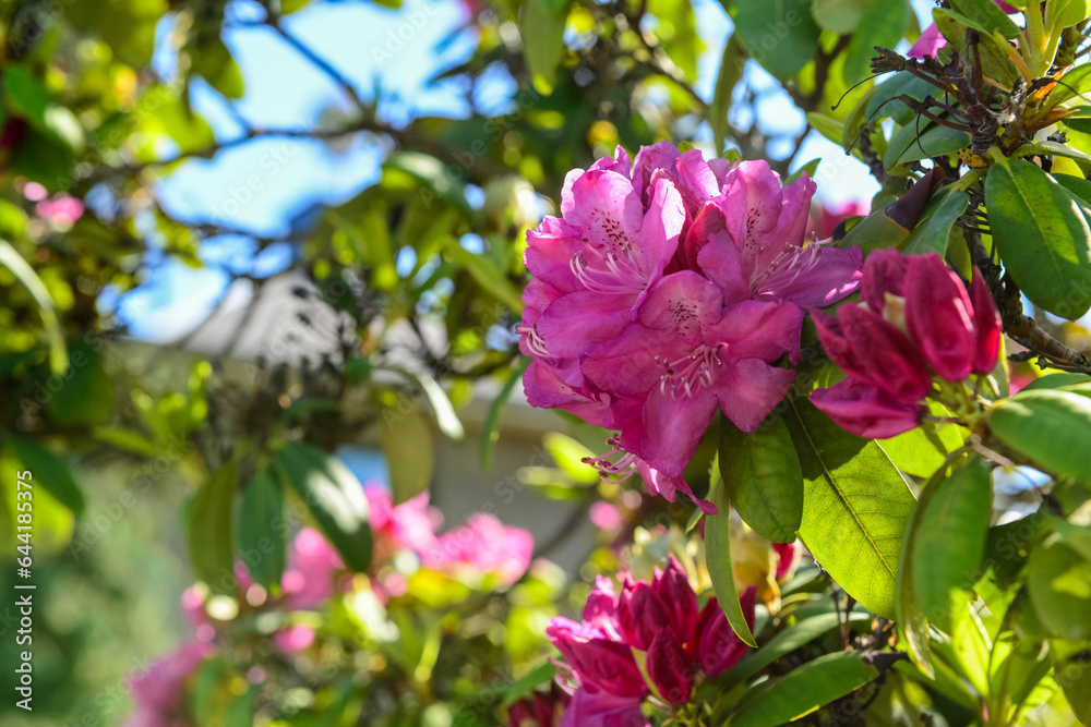 Tree with beautiful pink flowers outdoors, closeup