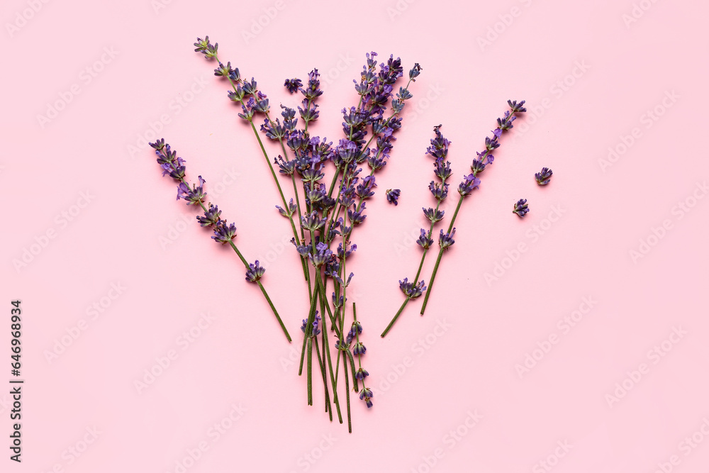 Branches of beautiful lavender flowers on pink background