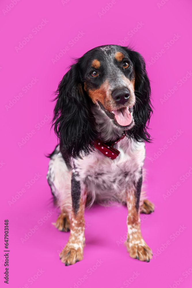 Cute cocker spaniel with bow tie sitting on purple background