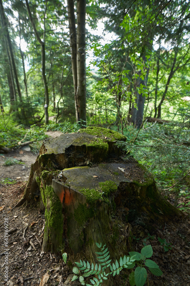 Big stump in the forest
