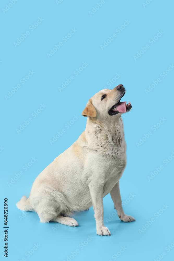 Cute funny Labrador dog sitting on blue background