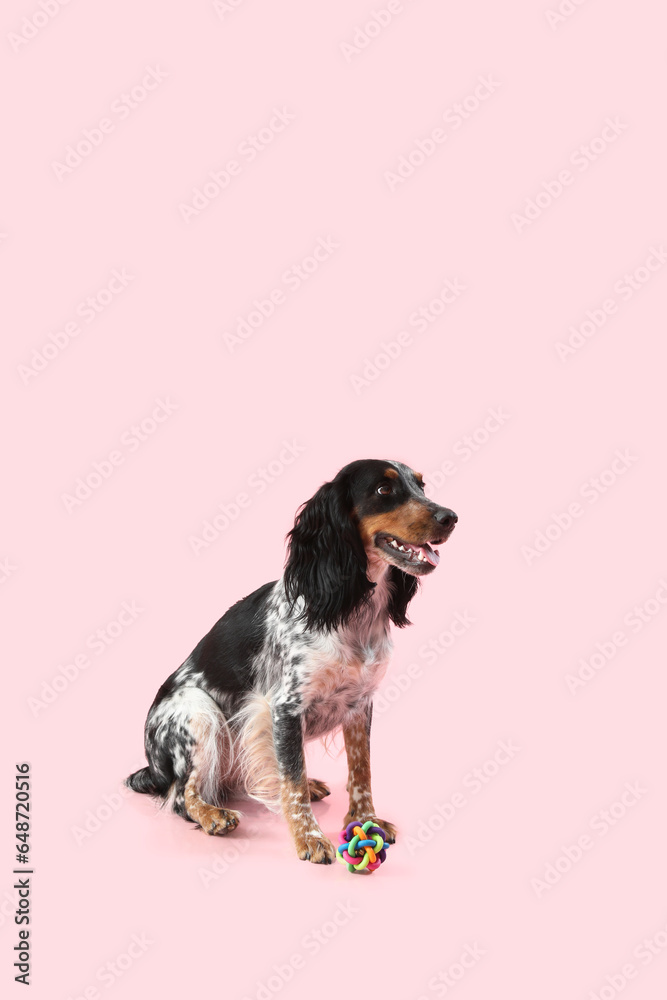 Cute cocker spaniel dog with pet toy sitting on pink background