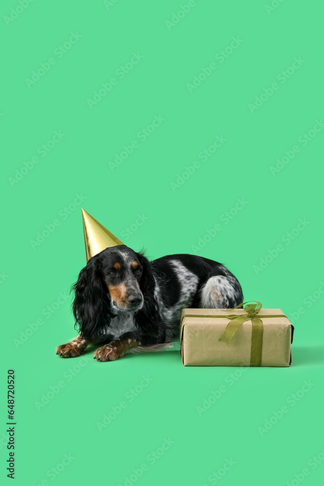 Cute cocker spaniel dog in party hat with gift box lying on green background