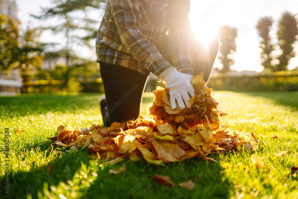 Close-up of gloved hands collecting yellow fallen leaves on a lawn in a park. Collection of fallen yellow leaves. Concept of cleaning, volunteering.