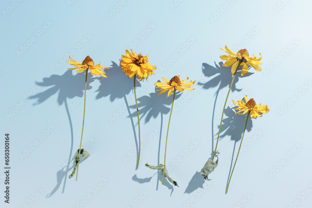 Floral minimal pattern, dried yellow flowers on blue background, beautiful shadow from sunlight. Autumn seasonal blossoms top view. Nature design still life, aesthetic flat lay photo pastel