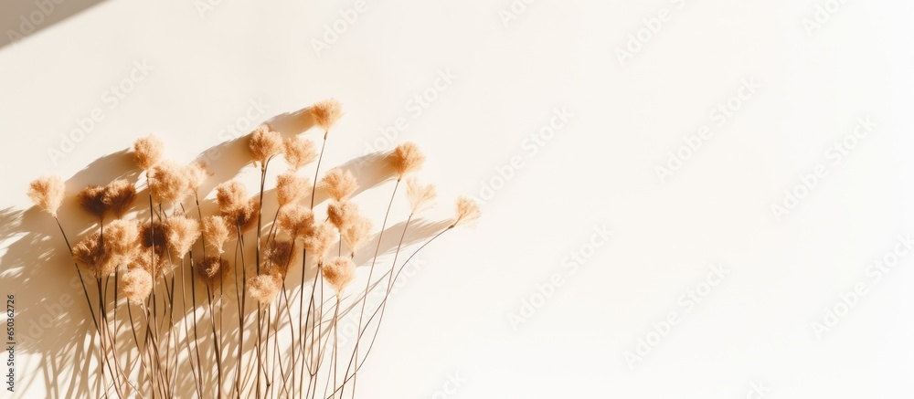 Minimal home interior design concept featuring a composition of beautiful flowers and a dry rabbit tail flower creating hard shadows on a white wall