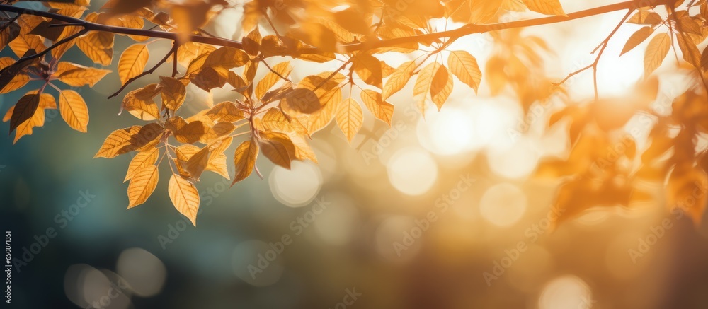 Apply vintage filter to sun flare and blur tree background looking upward