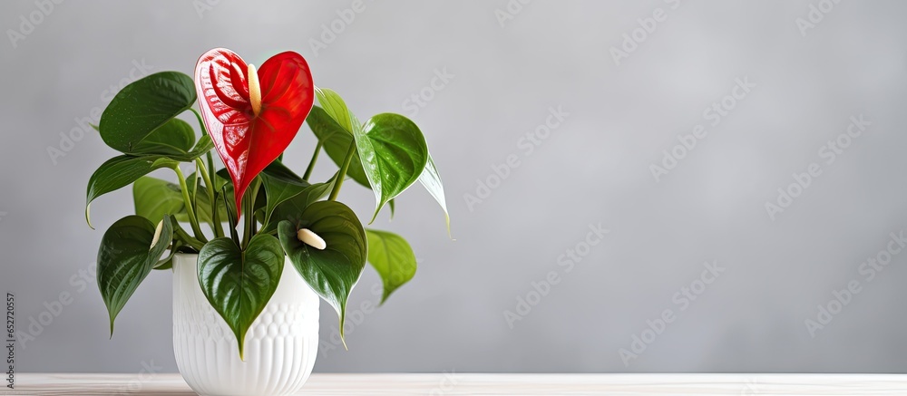 White Anthurium plant in isolated flowerpot on table representing hospitality