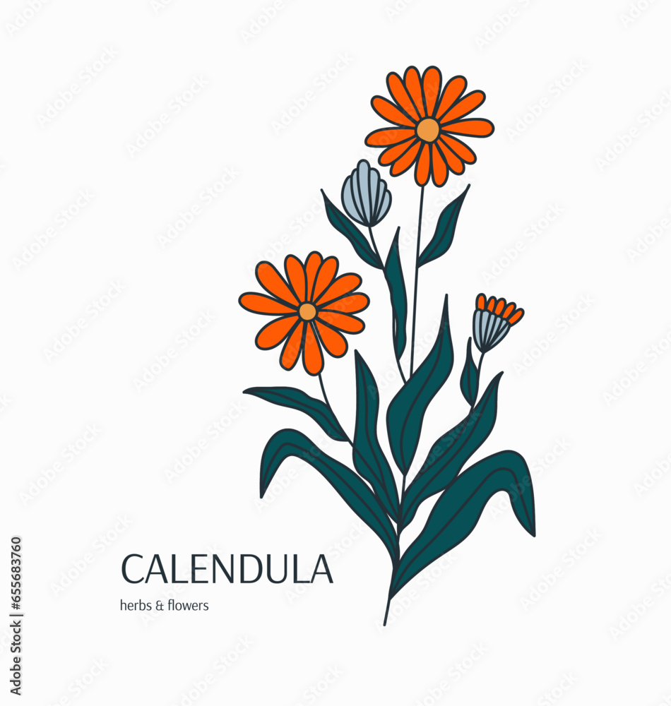 Hand drawn calendula flower. Botanical vector illustration herbs. Floral design logo, cosmetic production, aromatherapy, spa, beauty. Orange garden and wildflowers. Floral card isolated background