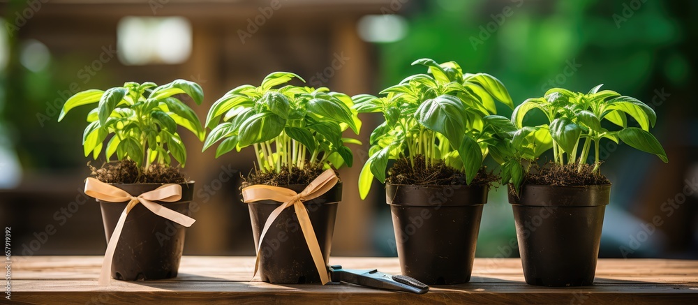 Cultivating basil at home in a flowerpot Necessary tools shovel rake and scissors for pot plants