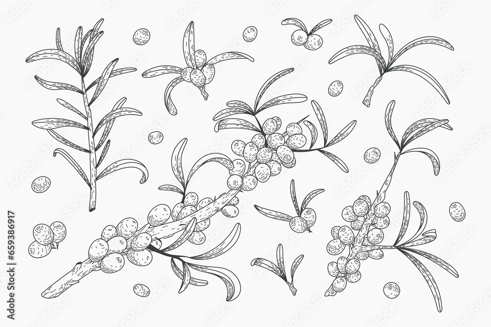 Sea buckthorn branches with berries and green leaves. Set of vector flat isolated twigs, sketch style.