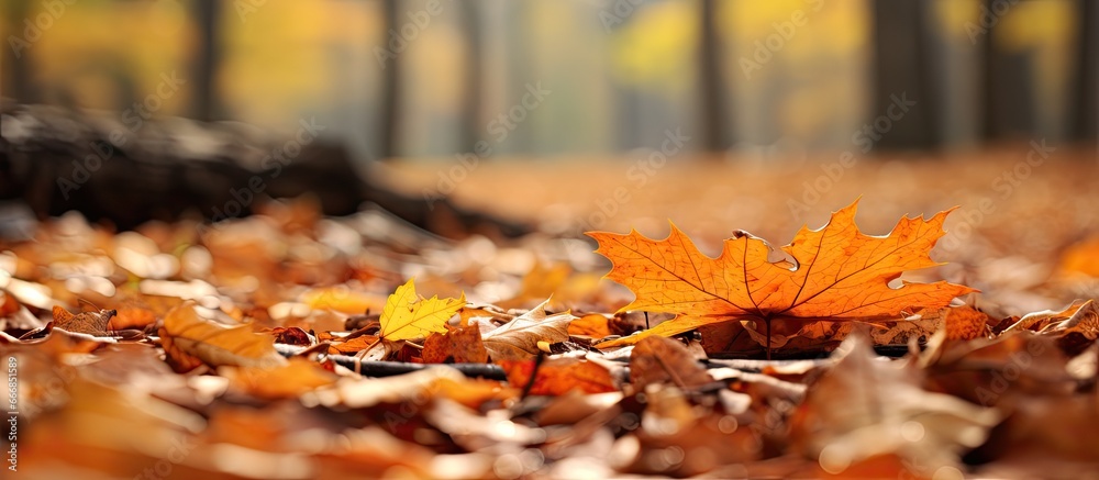 Autumn forest with fallen leaves captured in shallow depth of field