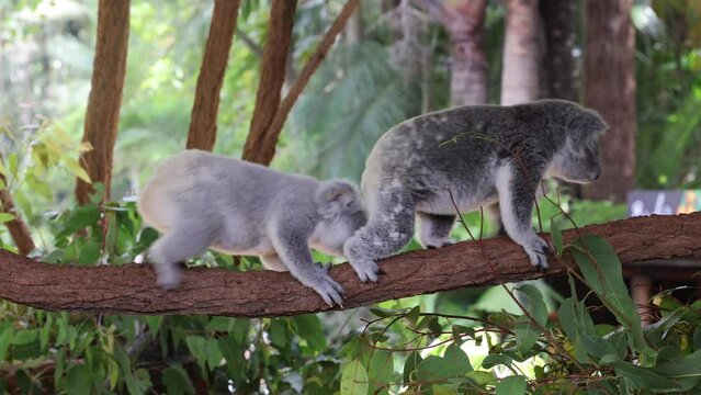 Cute koala animals walking and climbing on a tree log in their natural habitat.