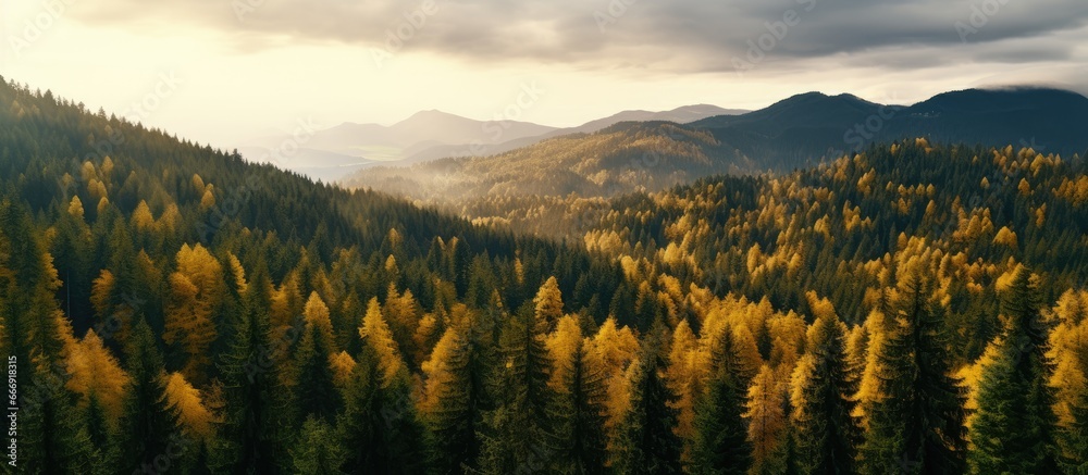 Beautiful sunset landscape featuring dark mixed pine hills and lush colorful autumn woods