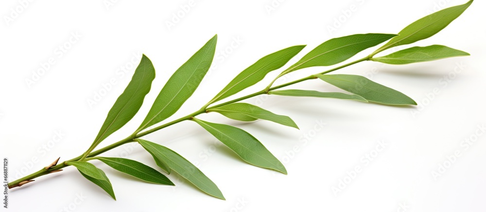 Commonly found in Madrid gardens Oleander leaves are highly toxic