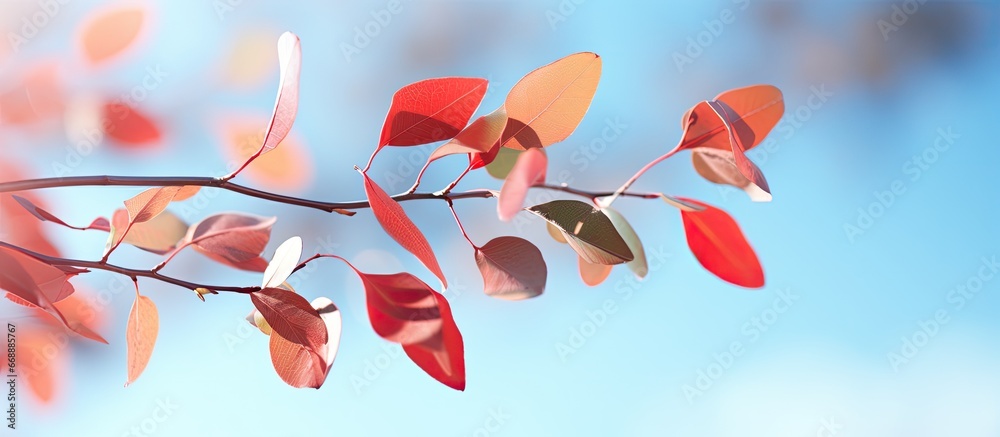 Eucalyptus tree branch with red leaves natural background green tones blue sky with shades