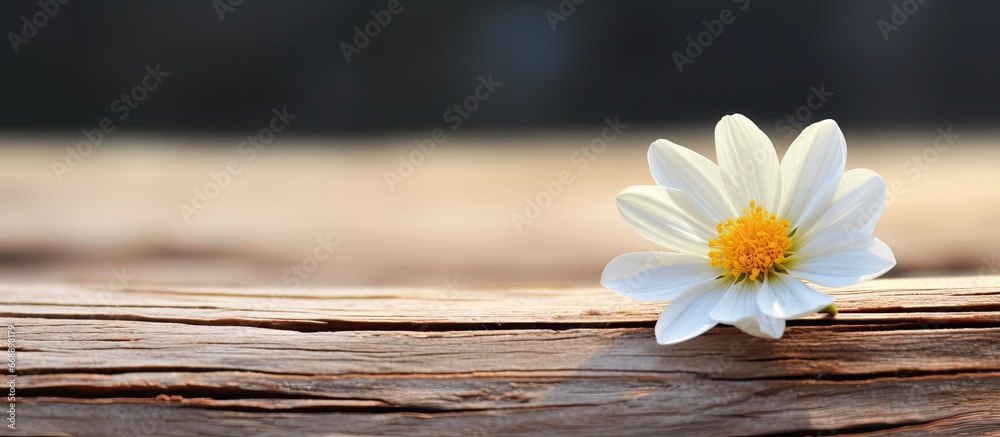 Wooden surface with white and yellow floral decoration
