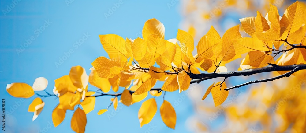 Tree foliage changing color in Fall or Autumn
