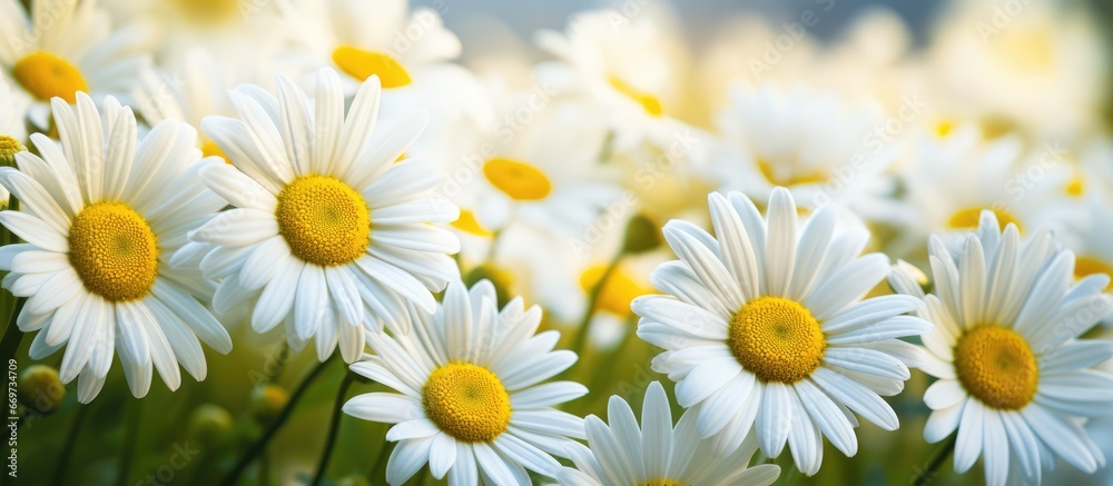 Lush meadow with cute ox eye daisies in full bloom displaying vibrant white petals with yellow centres