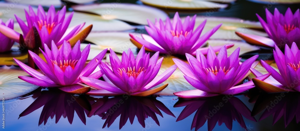 Vibrant purple lotus flowers blossom in Thailands vast pool