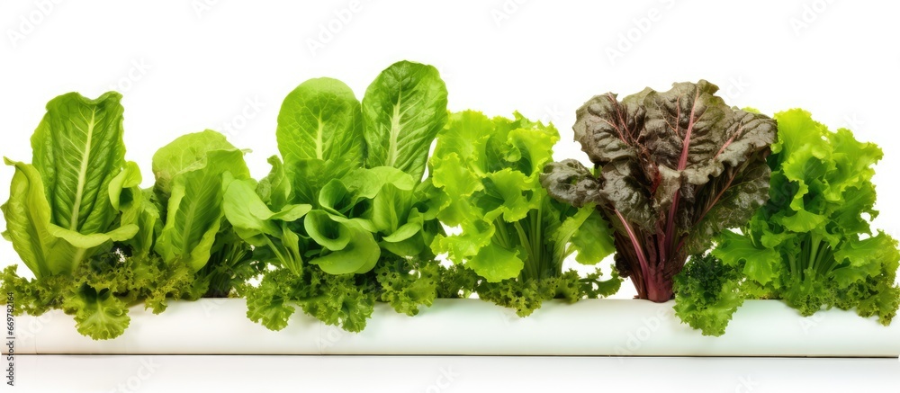 Hydroponic vegetable farm with fresh green salads on rails