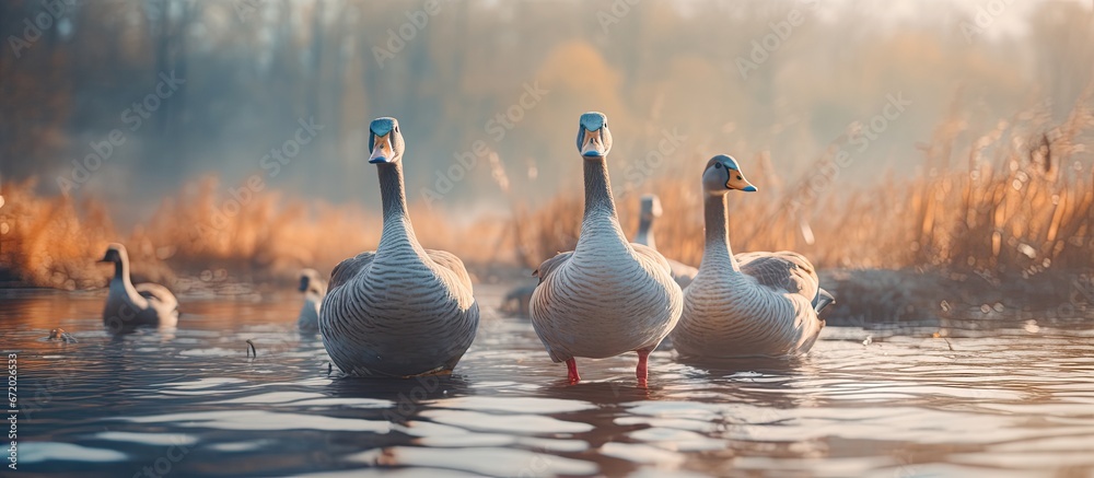 Every day geese gather by the river wading in the water close to the shore creating a serene atmosphere with a gentle blur in the background