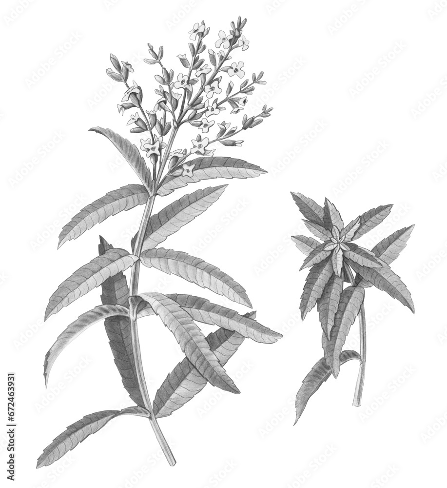 Lemon Verbena Hand Drawn Pencil Illustration Isolated on White with Clipping Path