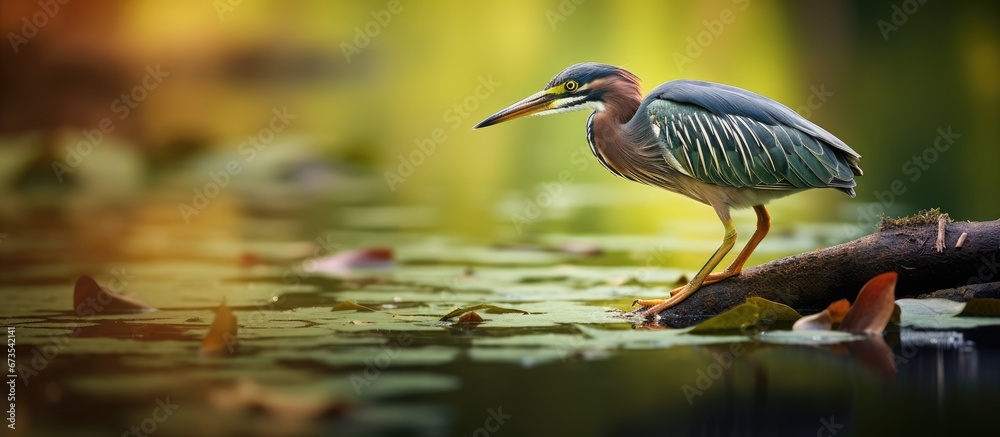 The hungry Green Heron is on the hunt for some food